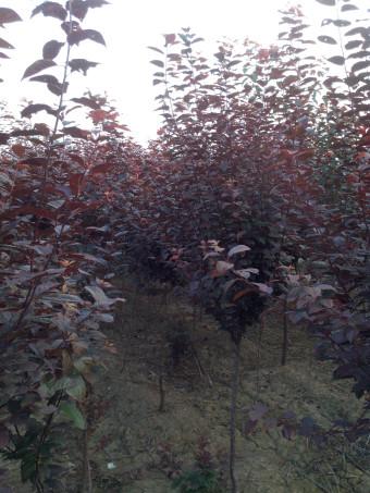 供應(yīng)天津紅葉葉李小苗丨天津四公分紅葉李丨天津紅葉李小苗廠家