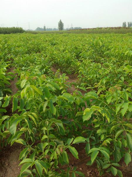 供應(yīng)山東薄皮核桃苗丨山東香玲核桃苗丨山東元豐核桃苗