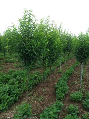 供應大量*分龍柱碧桃丨四公分紅葉碧桃丨山東桃樹苗價格