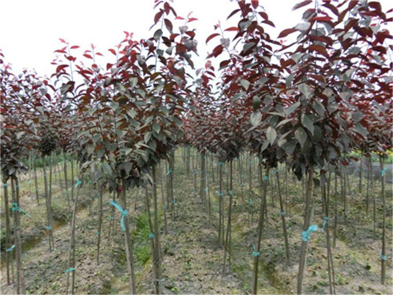 四川高桿紅葉李/高桿紅葉李圖片
