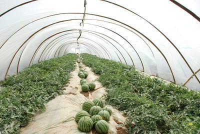 供應(yīng)大棚西瓜最有名的的產(chǎn)地-陜西大荔縣大棚西瓜種植專(zhuān)業(yè)合作社