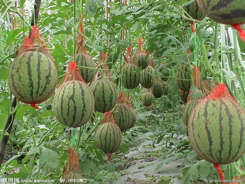 供應(yīng)大棚西瓜最有名的的產(chǎn)地-陜西大荔縣大棚西瓜種植專(zhuān)業(yè)合作社