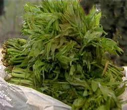 山東香椿苗圖片/山東香椿苗樣板圖 (3)