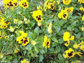 供應(yīng)榆林草花批發(fā)榆林牽?；ㄓ芰植萜?  title=