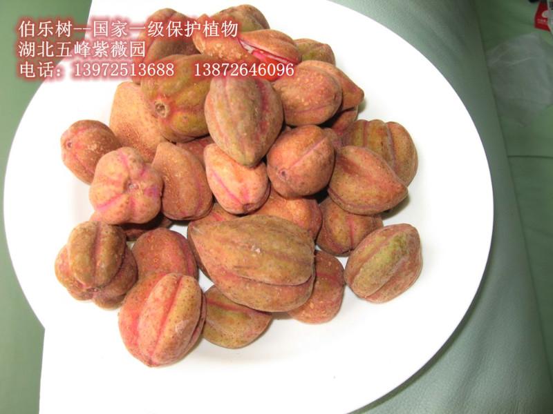 國(guó)家一級(jí)保護(hù)植物伯樂樹苗圖片/國(guó)家一級(jí)保護(hù)植物伯樂樹苗樣板圖 (4)