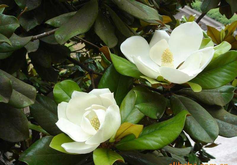 廣玉蘭種植園圖片