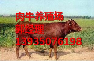 供应肉牛品种/肉牛价格/肉牛厂家/纯种肉牛供应商图片