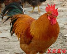 四季批發(fā)三黃雞苗.