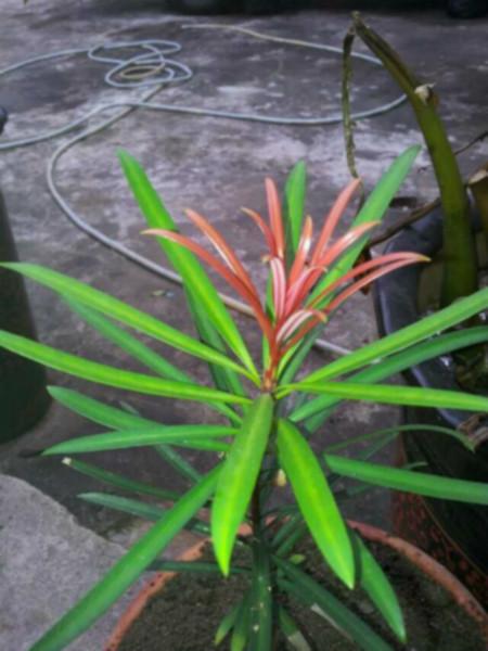 供應(yīng)海島羅漢松廣西海島羅漢松種子批發(fā)