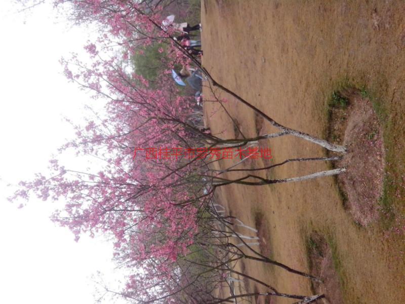 供應(yīng)臺(tái)灣櫻花種子樹(shù)苗