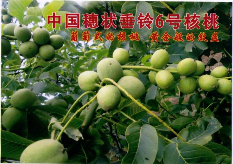 供應(yīng)美國(guó)穗狀垂鈴6號(hào)核桃種子苗子