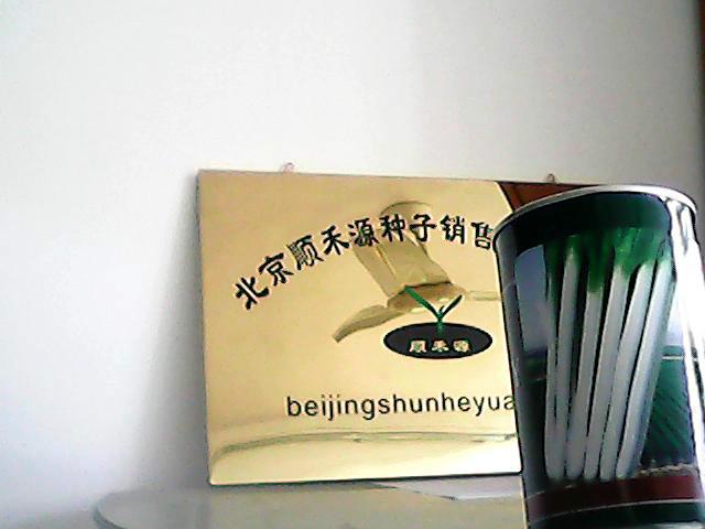 大蔥種子圖片/大蔥種子樣板圖 (2)