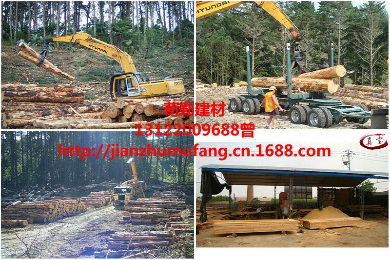 太倉輻射松圖片