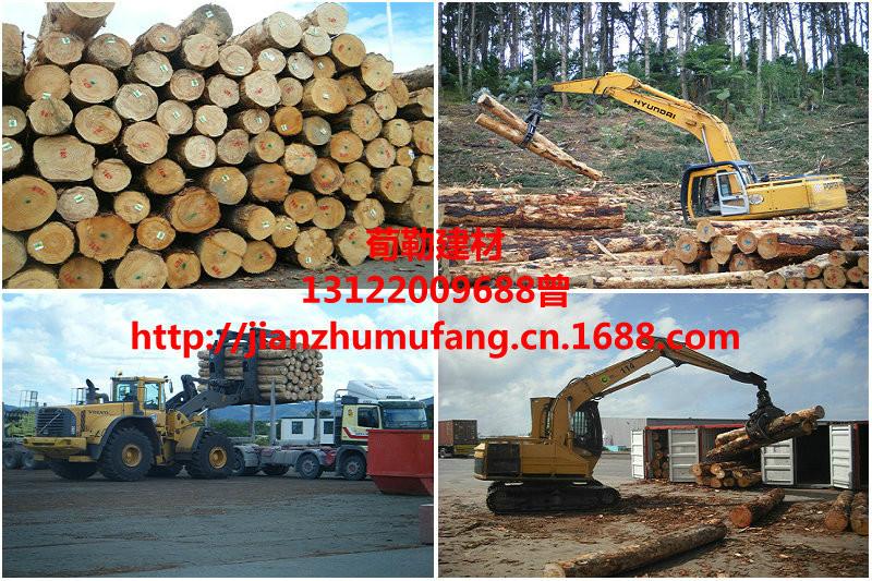 供應(yīng)新西蘭輻射松價(jià)格