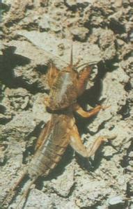 供應(yīng)四川螻蛄養(yǎng)殖戶