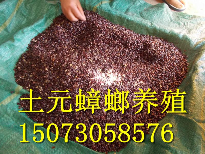 供應(yīng)蟑螂卵/蟑螂卵塊