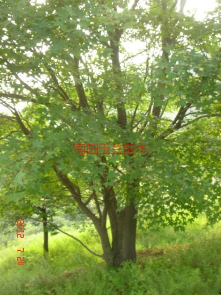 供應(yīng)河南五角楓