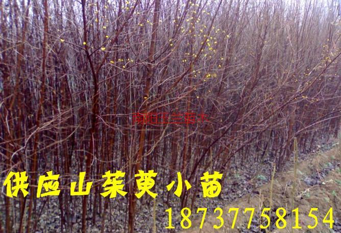 供應(yīng)山茱萸苗木，山茱萸苗木供應(yīng)，山茱萸苗木價(jià)格