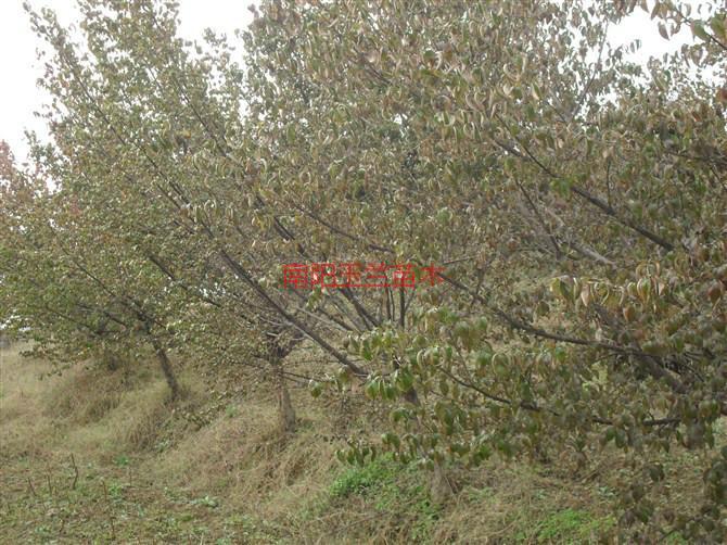 供應(yīng)山茱萸苗木，山茱萸苗木供應(yīng)，山茱萸苗木價(jià)格