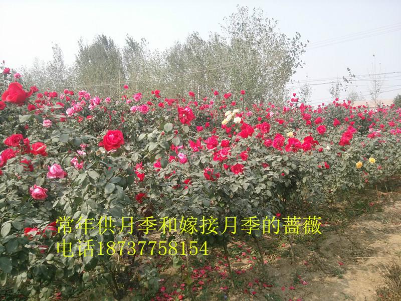 月季樹圖片/月季樹樣板圖 (4)