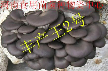供應食用菌菌種豐產(chǎn)王2號顆粒菌種 試管母種 一級菌種 原種 母種