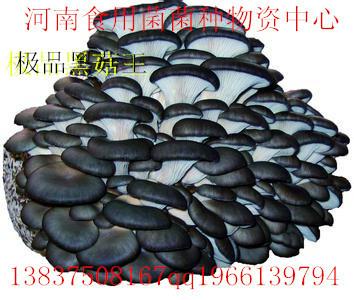 供應(yīng)*黑菇王、純一代、首代顆粒母種、原種、栽培種等。