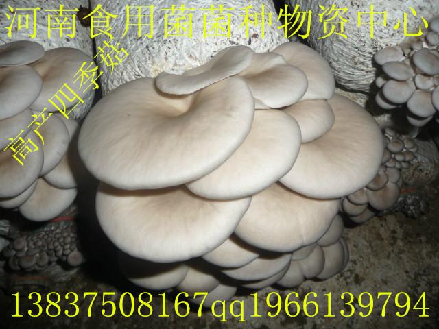 供應(yīng)食用菌木耳菌種——魯西王一級(jí)母種食用菌木耳菌種魯西王