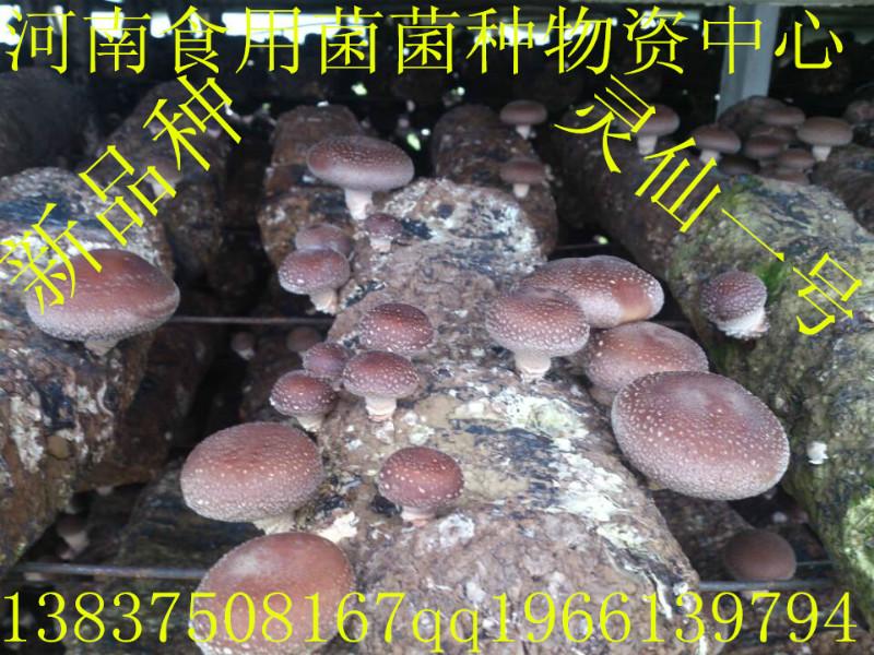 供應(yīng)食用菌平菇菌種一級母種