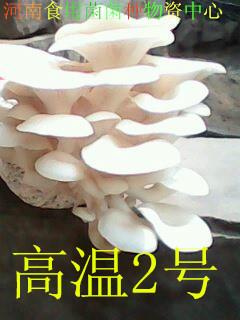 食用菌平菇菌種高溫2號(hào)母種圖片