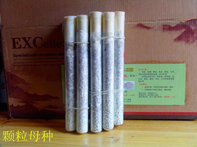 供應(yīng)金針菇出售 金針菇母種 試管菌種 *原種