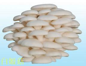 供應(yīng)新品種白姬菇純一代菌種一級菌種 試管母種 顆粒母種 原種 栽培種