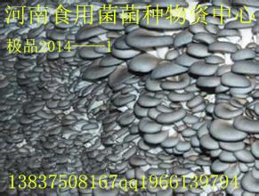 極品20141圖片