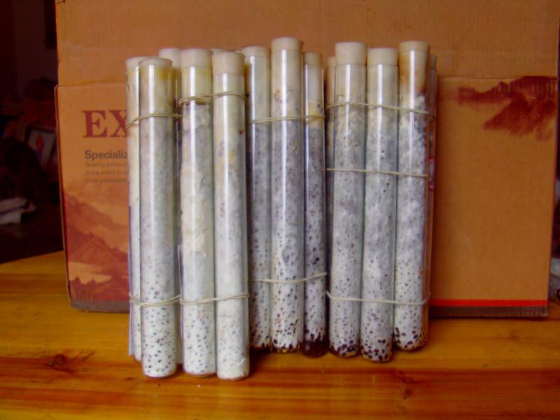 供應(yīng)黑平菇豐產(chǎn)王純一代顆粒母種一級(jí)菌種 試管母種 原種、栽培種