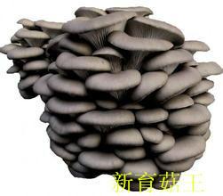 供應(yīng)食用菌平菇菌種四季88 一級(jí)菌種 試管母種 顆粒母種 平菇菌種