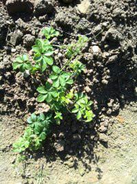 批發(fā)小游甜味絞股藍(lán)，批發(fā)小游甜味絞股藍(lán)廠家，批發(fā)小游甜味絞股藍(lán)供應(yīng)商