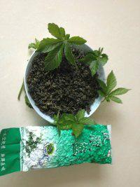 供應(yīng)直銷福建甘味絞股藍，直銷福建甘味絞股藍生產(chǎn)中心直銷網(wǎng)