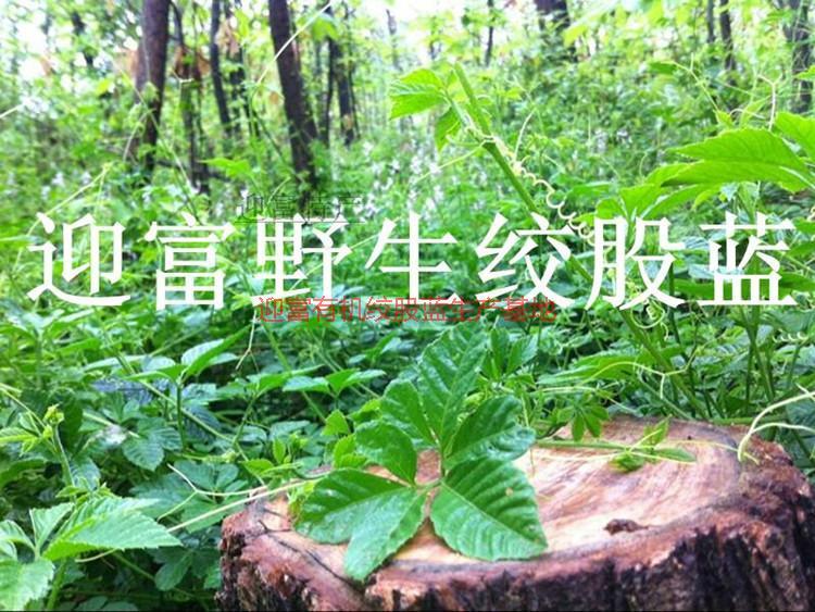 供應(yīng)*風(fēng)柜斗草批發(fā)價(jià)格,*風(fēng)柜斗草廠家,*風(fēng)柜斗草廠家電話