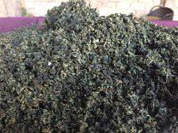 供應(yīng)小游絞股藍(lán)生產(chǎn)產(chǎn)地批發(fā)價格，小游絞股藍(lán)生產(chǎn)產(chǎn)地批發(fā)價格多少錢