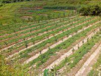 供應(yīng)*絞股藍批發(fā)，*絞股藍批發(fā)商，*絞股藍批發(fā)廠家