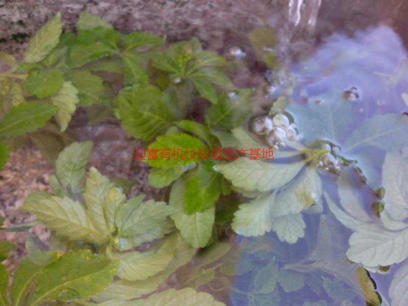 供應(yīng)湘西七葉絞股藍(lán)批發(fā)電話，湘西絞股藍(lán)批發(fā)供應(yīng)商