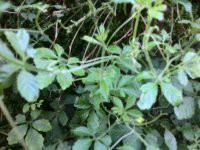 小游富硒絞股藍(lán)廠家，小游富硒絞股藍(lán)廠家批發(fā)，小游富硒絞股藍(lán)廠家報價