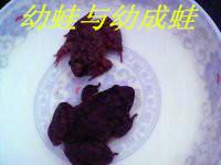 石蛙圖片/石蛙樣板圖 (2)