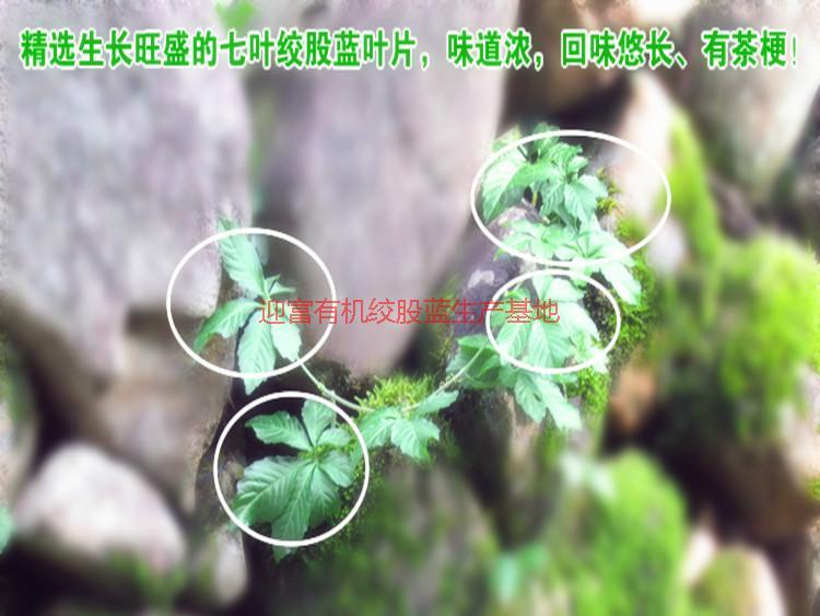 供應(yīng)*風(fēng)柜斗草批發(fā)供應(yīng)商,*風(fēng)柜斗草生產(chǎn)供應(yīng)商,*風(fēng)柜斗草價(jià)格