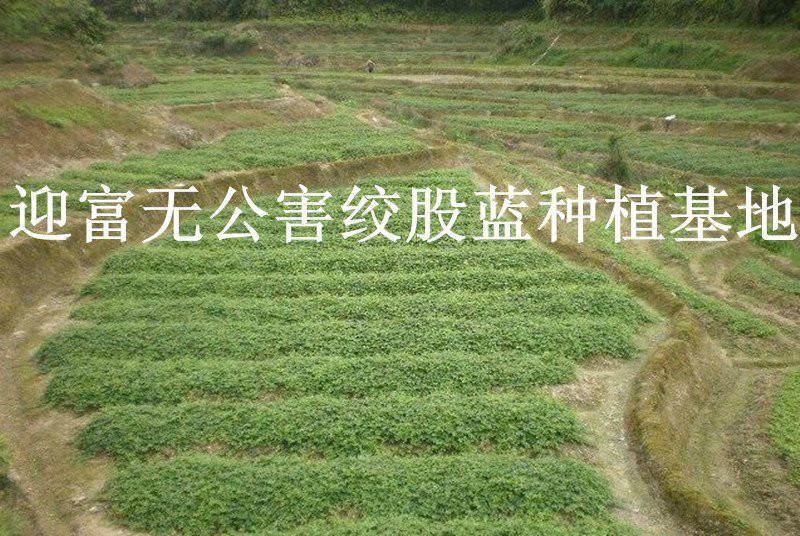 供應(yīng)富硒絞股藍(lán)茶葉批發(fā)價(jià)格