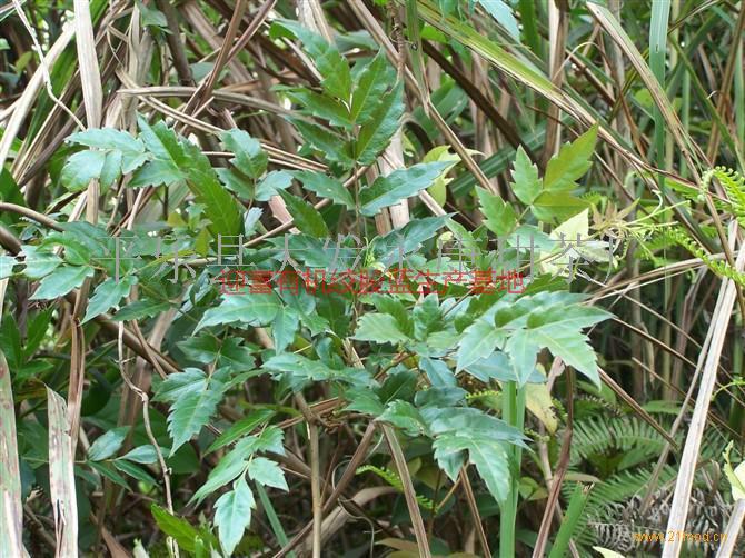 *莓茶供應(yīng)，*莓茶供應(yīng)廠家，*莓茶供應(yīng)商，*莓茶供應(yīng)價(jià)格