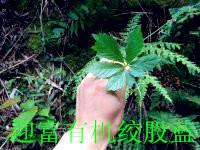 嫩葉絞股藍(lán)圖片