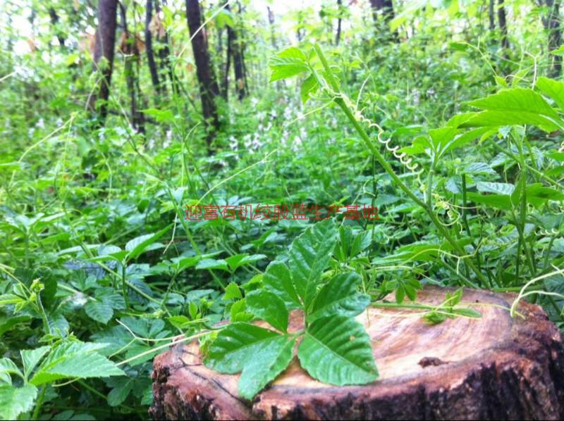 供應(yīng)*七葉絞股藍(lán)，*七葉絞股藍(lán)茶生產(chǎn)廠家，*七葉絞股藍(lán)批發(fā)價(jià)格