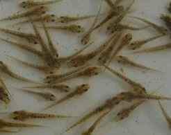 供應(yīng)大鱗副鰍