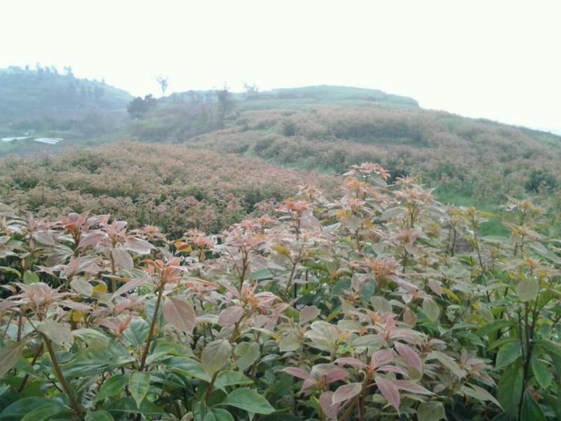 香樟油  多少钱香樟油怎么卖，香樟油哪里有卖  油樟树苗前景发展油樟树发财香樟 香樟油多少钱 香樟赚钱吗 油樟怎图片