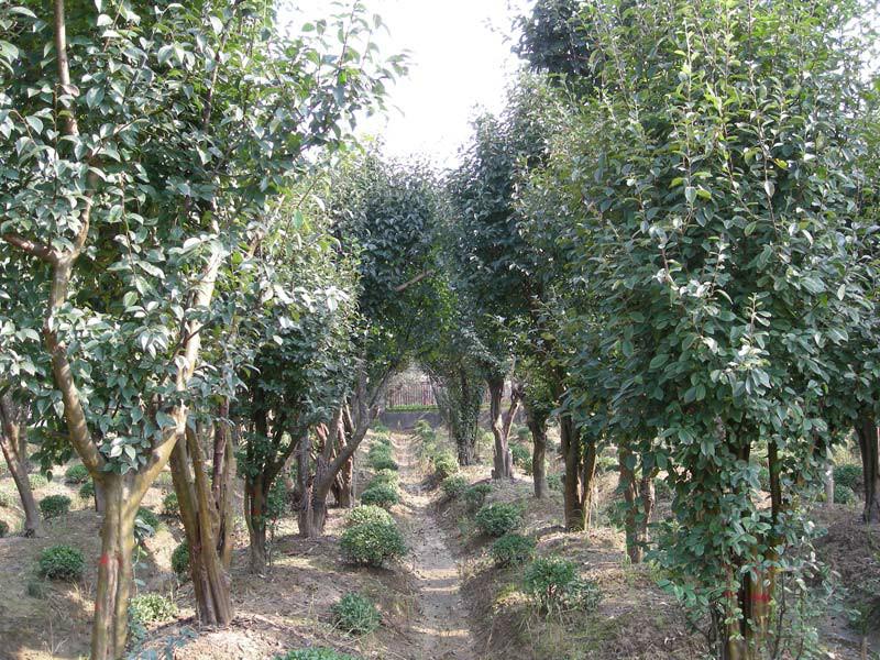 紫薇樹圖片/紫薇樹樣板圖 (4)